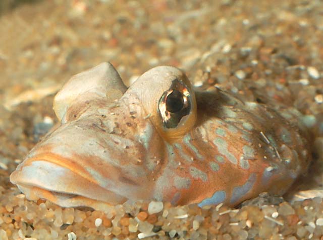 Callionymus maculatus Rafinesque, 1810